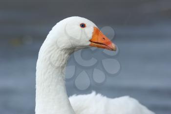 Close-up portrait of a white goose in a countryside. Selective focus