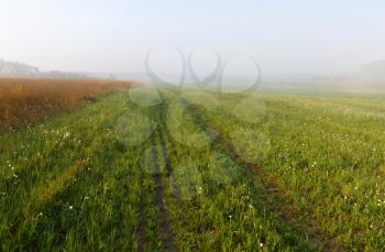 Foggy meadow at morning. Rural landscape with bright green grass.