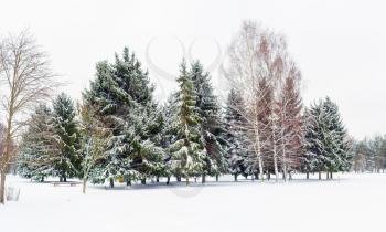Winter landscape with spruce trees covered by snow.