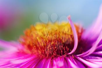 Detail blurred with shallow depth of field pink aster flower close-up. Selective focus.