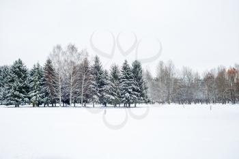Winter snowy landscape. Winter park with fir trees covered by snow.