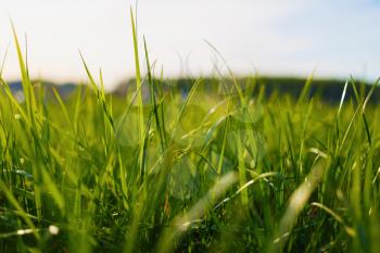 Close-up of thick green grass. Shallow depth of field. Selective focus.