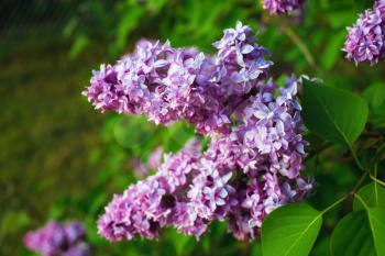 Blooming lilac in the spring. Violet lilac flowers with green leaves.