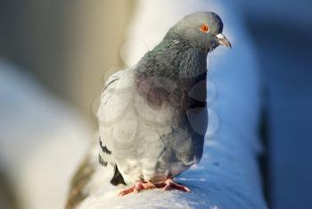 Pigeon sitting on the snow. Urban birds in winter. Shallow depth of field. Selective focus.