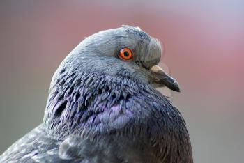 Closeup of beautiful pigeon head and neck. Urban dove. Selective focus.