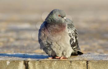 Pigeon sits on the sidewalk. Urban dove. Selective focus.