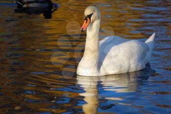 Beautiful graceful white swan swimming in a pond on a sunny autumn day