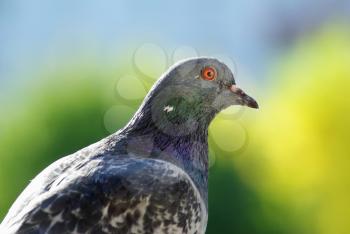 Beautiful urban pigeon on green bokeh background. One dove outdoors. Selective focus.