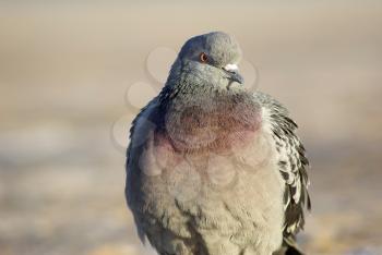 Beautiful urban pigeon outdoors. Closeup of dove.