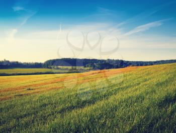 Field of grass and blue sky in the countryside. Summer rural landscape.