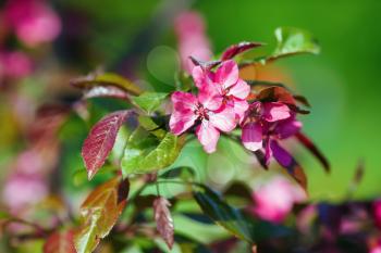 Pink spring flowers. Blossoming tree branch. Selective focus