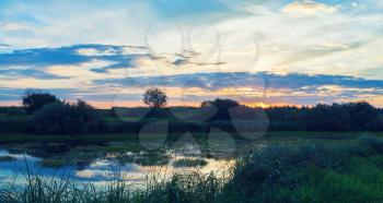 Sunset in the countryside. Summer landscape. Pond overgrown with sedges. Toned image.