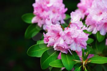 Pink rhododendron flowers with green leaves. Rhododendron hybridum. Ericaceae Juss. Selective focus.