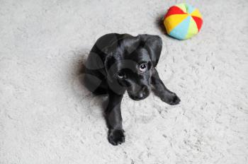 Black puppy sitting on light gray carpet. Little dog with colored ball. Selective focus.