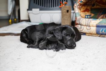 Two little black dogs sleep on soft carpet. Puppies are resting. Selective focus.