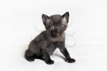 Wild black kitten on white sheet background.