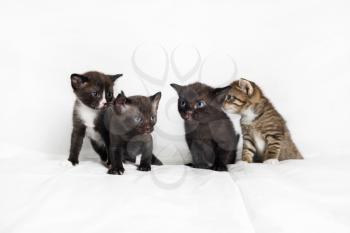 Group of kittens sitting on white sheet background.