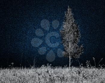 Separated lonely tree with night stars background