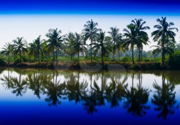 Horizontal vibrant dramatic palms in a row with reflections landscape backgorund backdrop
