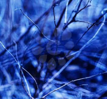 Square vivid blueish branches abstraction background backdrop