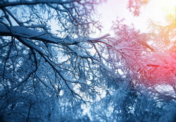 Snow on trees branches with light leak background hd