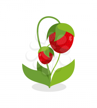 Red strawberries with green stems. Juicy Berry with leaves on a white background. Vector illustration of a garden of fruit.
