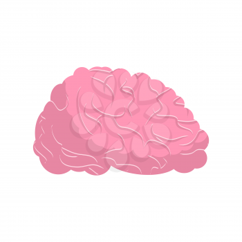 brain isolated. Human brains on white background