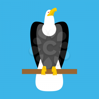 Bald eagle isolated. Big Bird symbol of America
