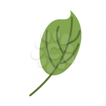 Green leaf isolated. Leaves on white background