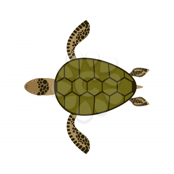 Sea turtle isolated. Water reptile on white background
