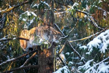 Eurasian Lynx tree branch in a Winter Forest. Daytime in a Lithuanian forest.