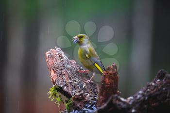 Close-up of a Blue Tit Bird sitting on a stump in a rainy spring forest