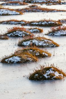 Orange swamp grass out of water in a winter time in Belarus