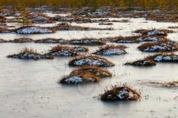Orange swamp grass out of water in a winter time in Belarus