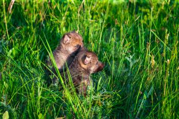European Gray Wolf Cubs in a Grass in a Spring Day