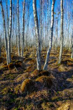 Birch tree forest on a Swamp in a sunny spring day