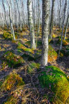 Birch tree forest on a Swamp in a sunny spring day