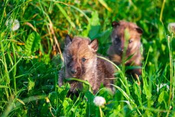 European Gray Wolf Cubs in a Grass in a Spring Day
