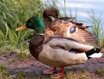 Male duck in the protection of female duck