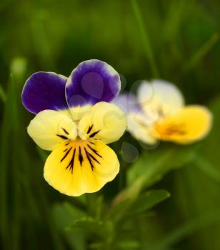 Wild pansies over the green background