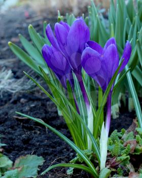 Beautiful spring violet crocus flowers in soil