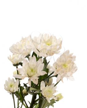 White chrysanthemum isolated on white background