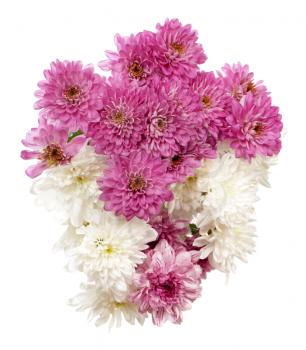 Bouquet of pink and white chrysanthemums isolated on white background