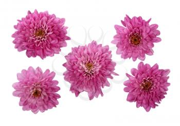 Pink chrysanthemums isolated on white background