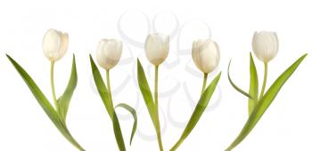 Set of five white tulips isolated on white background