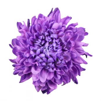 Purple chrysanthemum isolated on white background