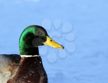 Wild male duck head over the snow background