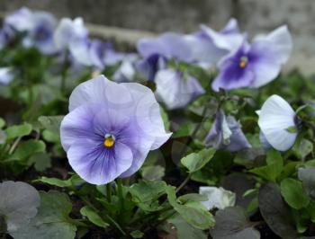 Violet pansy flower over the blur background
