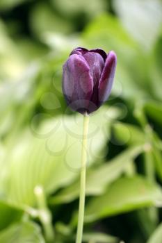 Spring black tulip flower on a blur background