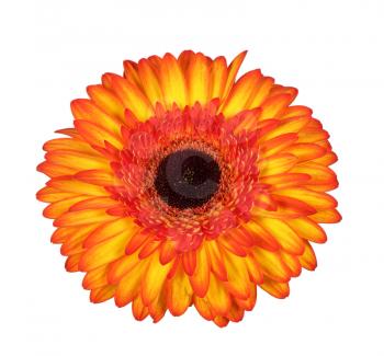 Beautiful multicolored red and yellow gerbera flower isolated on white background